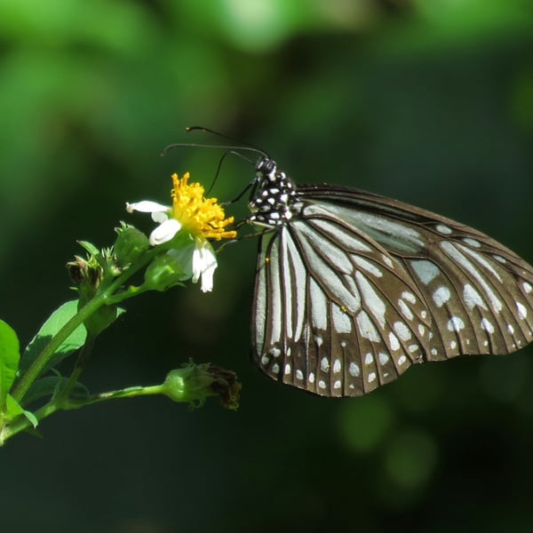Parantica aglea