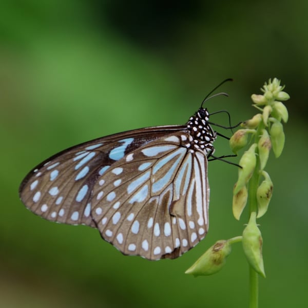 Tirumala