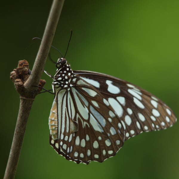 Tirumala limniace