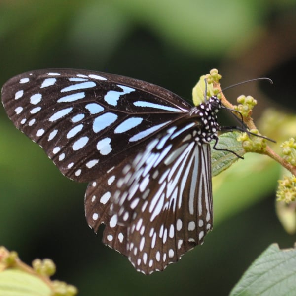 Tirumala septentrionis