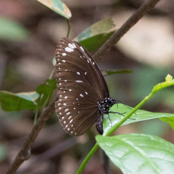 Euploea