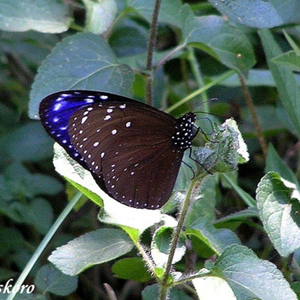 Euploea mulciber