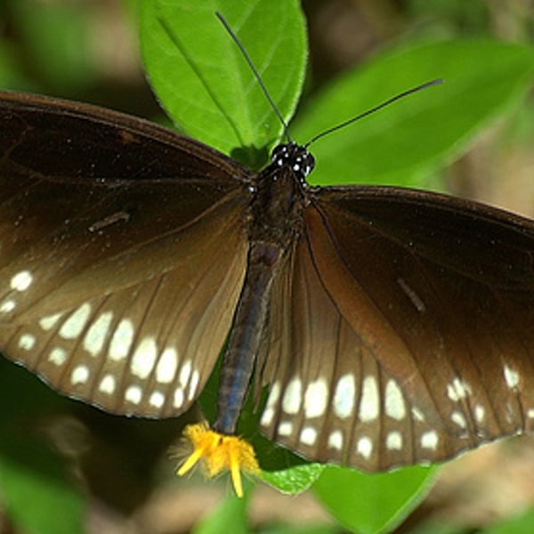 Euploea core