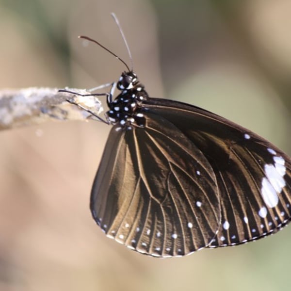 Euploea tulliolus