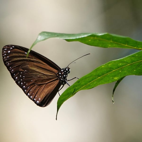 Euploea eunice