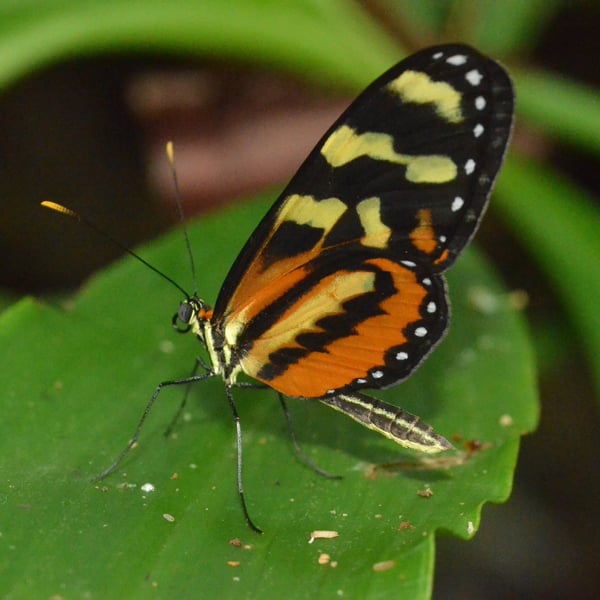 Mechanitis polymnia