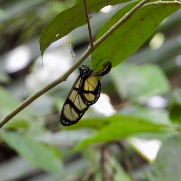 Methona confusa