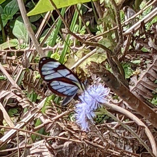 Ithomia