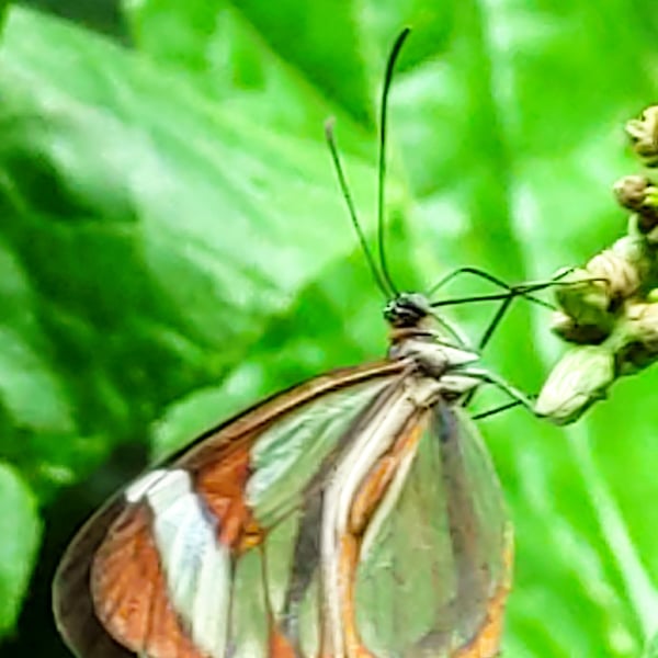 Ithomia patilla