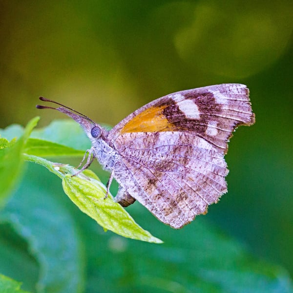 Libytheana carinenta