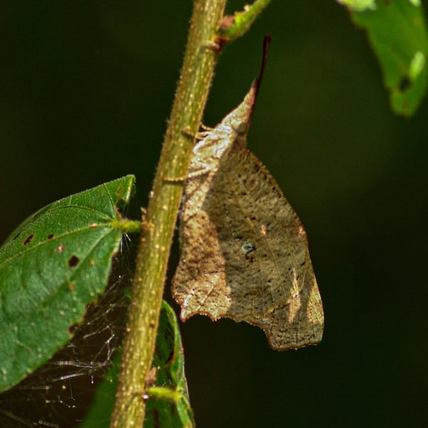 Libythea