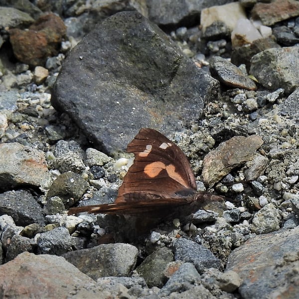 Libythea lepita