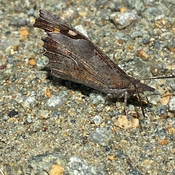 Libythea celtis