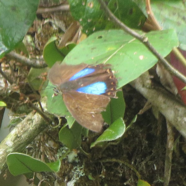 Archaeoprepona