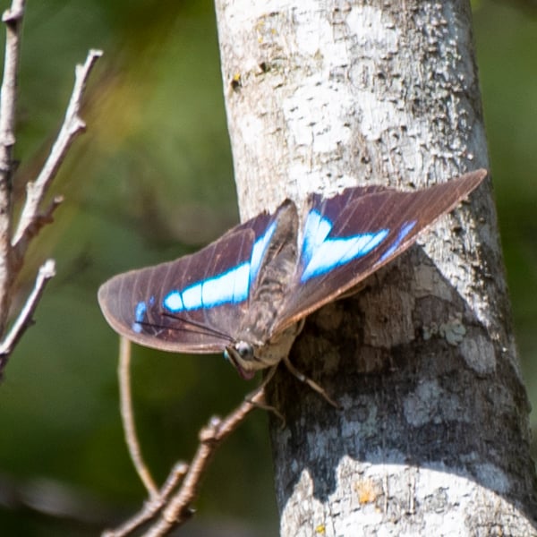 Archaeoprepona demophon