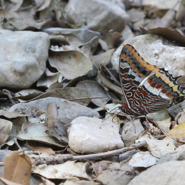 Charaxes