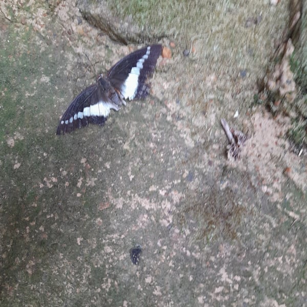 Charaxes brutus