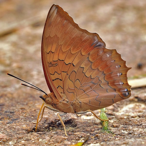 Charaxes bernardus