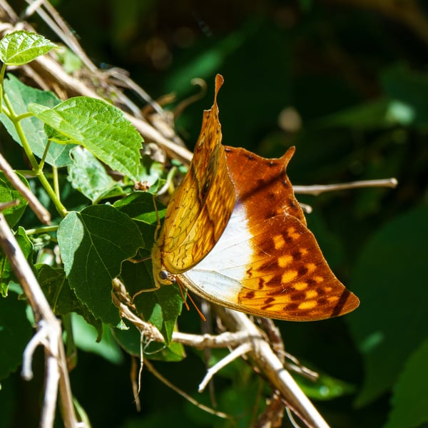Charaxes varanes