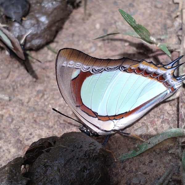 Polyura athamas