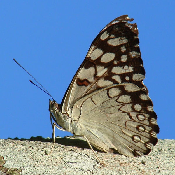 Hamadryas feronia