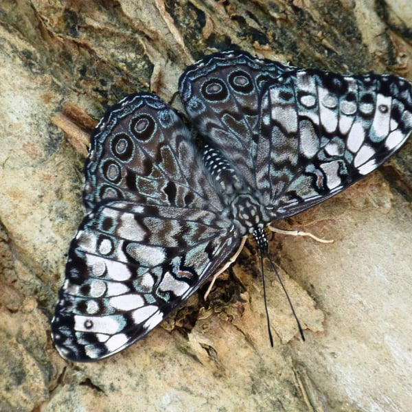 Hamadryas guatemalena