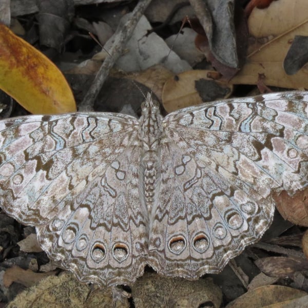 Hamadryas februa
