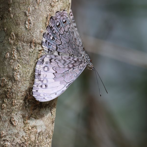 Hamadryas glauconome