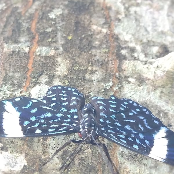 Hamadryas laodamia