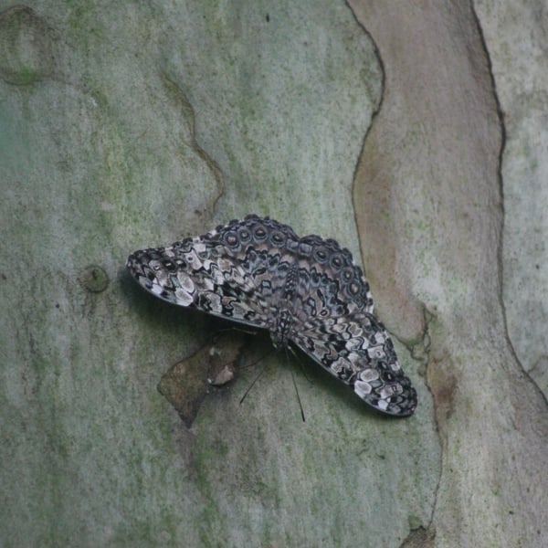 Hamadryas epinome