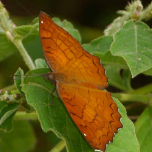 Ariadne ariadne