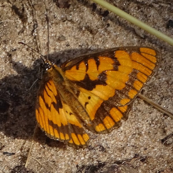 Byblia ilithyia