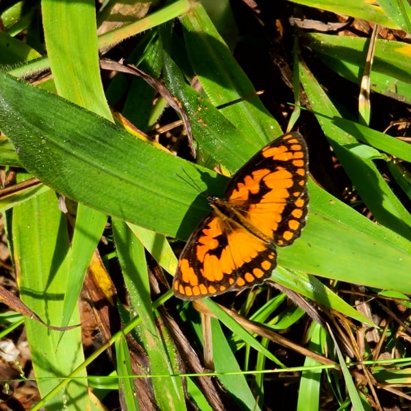 Byblia anvatara