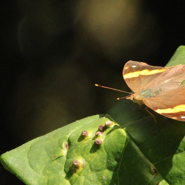 Epiphile