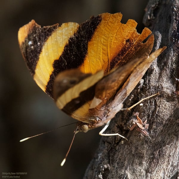 Epiphile adrasta