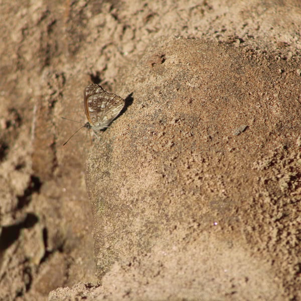 Sevenia boisduvali