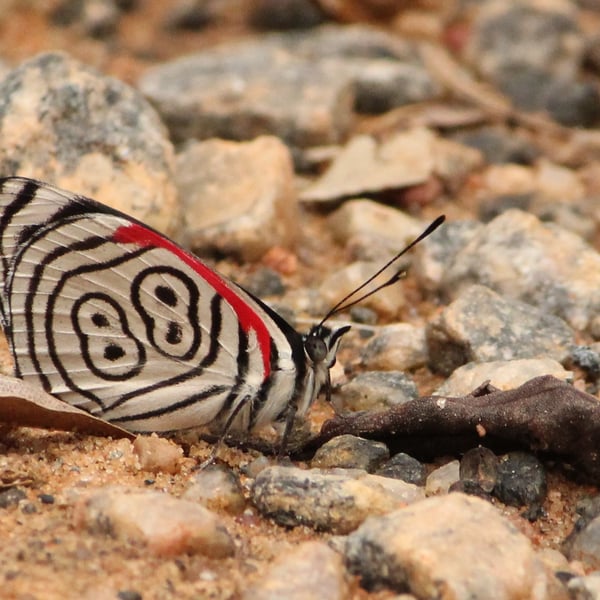 Diaethria