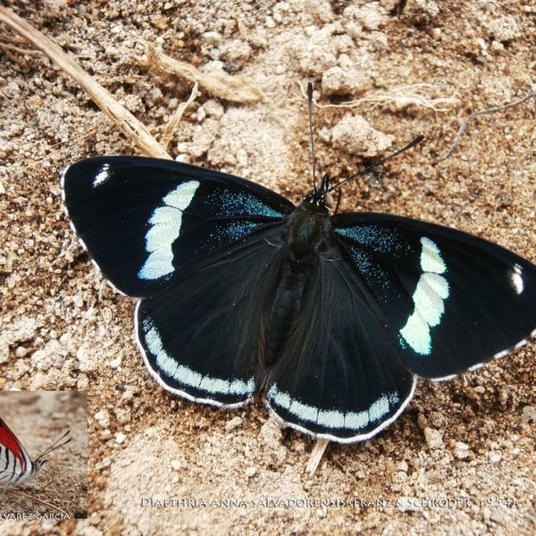 Diaethria anna