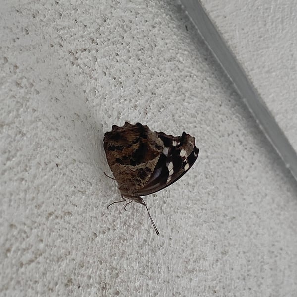 Myscelia cyananthe