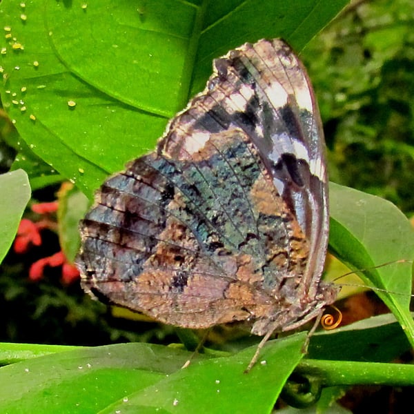 Myscelia ethusa