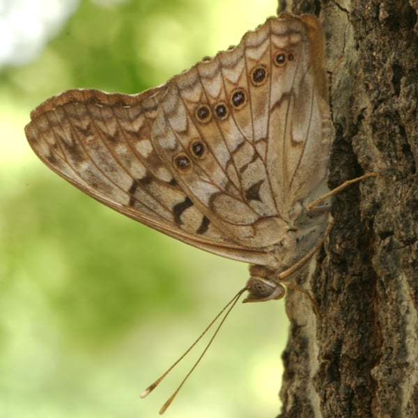 Asterocampa clyton