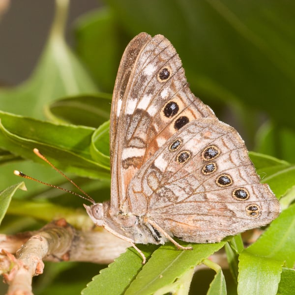 Asterocampa leilia