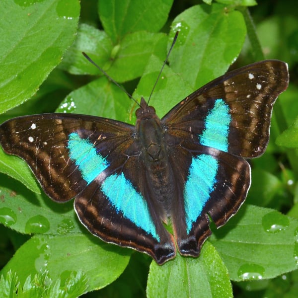 Doxocopa laure