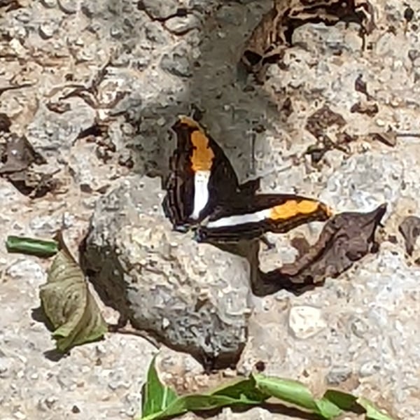 Doxocopa laure