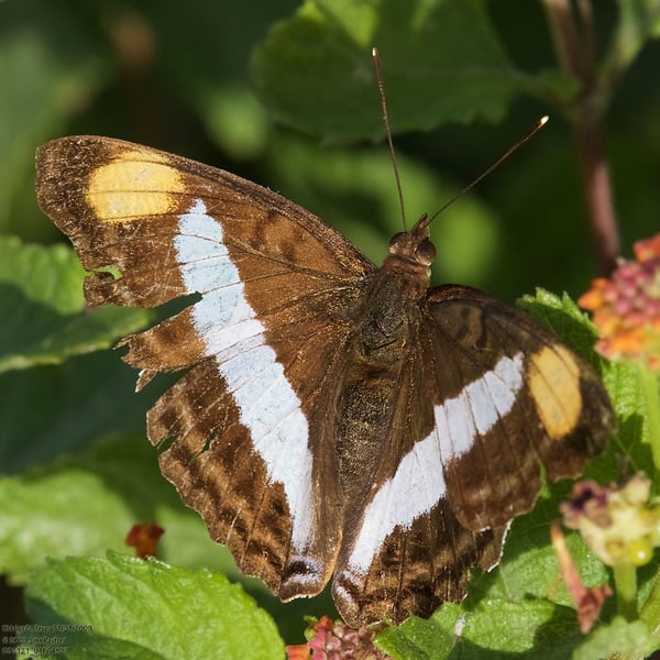 Doxocopa pavon
