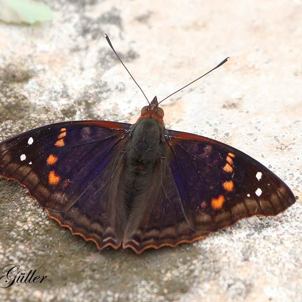 Doxocopa agathina