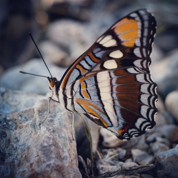 Adelpha eulalia