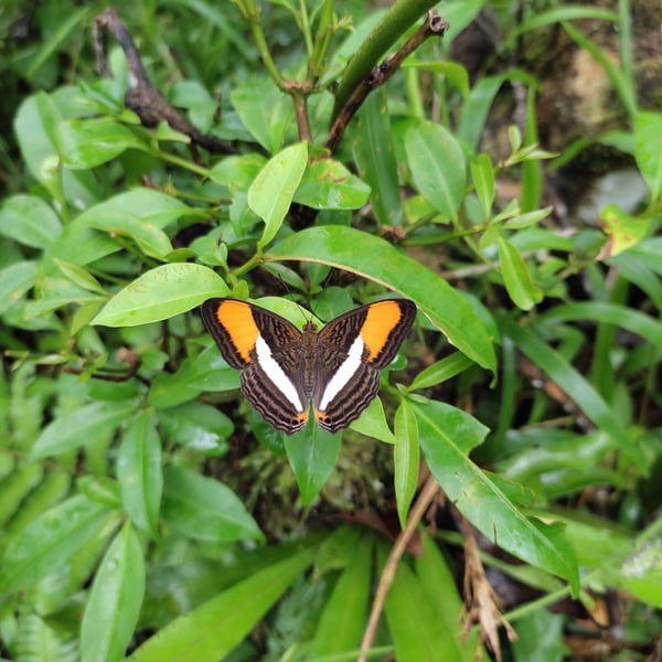 Adelpha cytherea