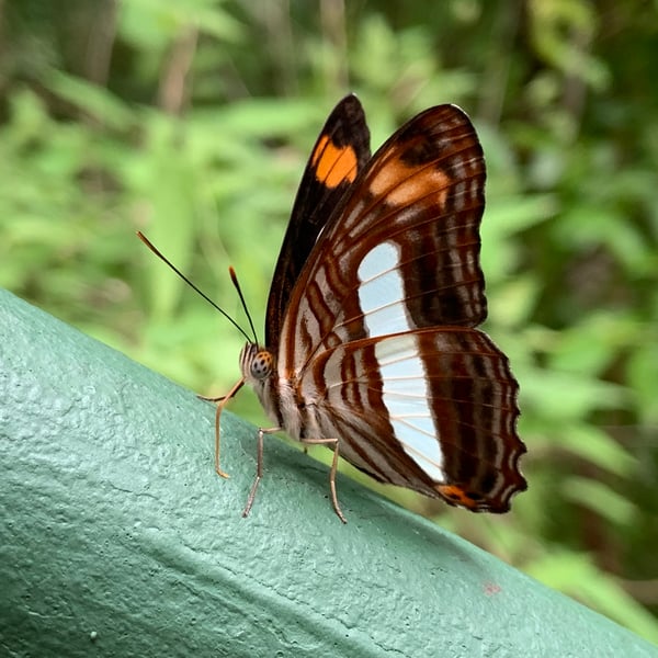 Adelpha basiloides