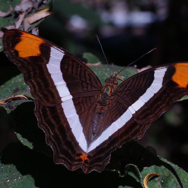 Adelpha fessonia